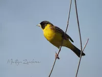 Zwartkopgors [Emberiza melanocephala]